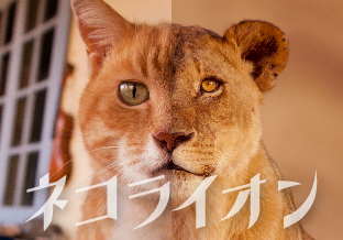 岩合光昭写真展「ネコライオン」