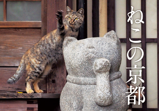 岩合光昭写真展「ねこの京都」