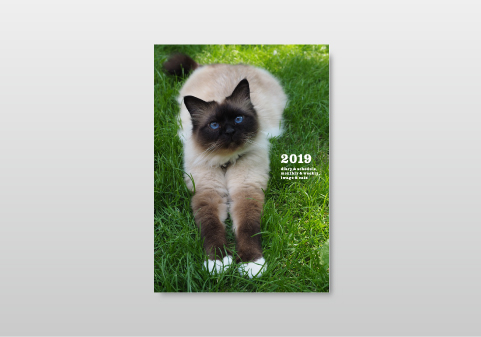 100 岩合 光昭 猫 手帳 100 で最高の画像